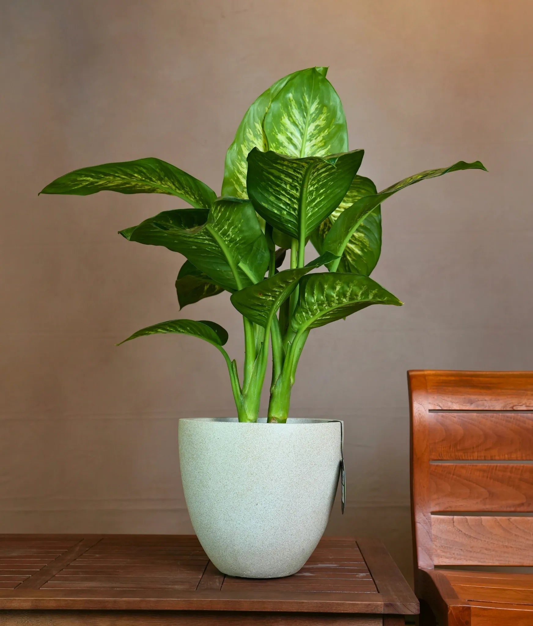 Grigio Egg Pot (Antique White) - Acacia Garden Center