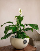 Grigio Elena Pot | Wide Sculptural Planter - Acacia Garden Center