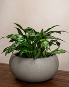 Grigio Low Balloon - Acacia Garden Center