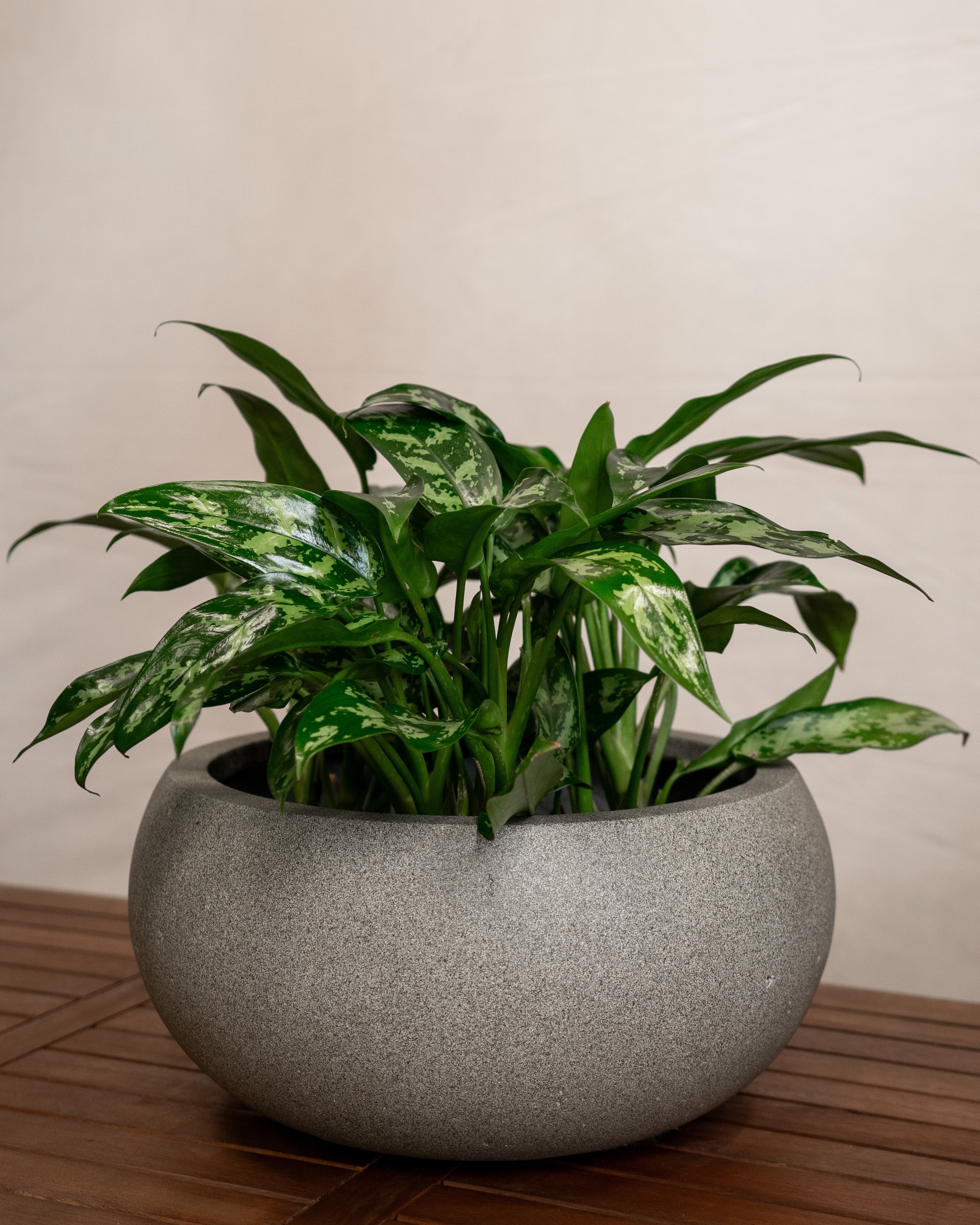 Grigio Low Balloon - Acacia Garden Center