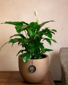 Grigio Metallic New Egg Pot | Champagne Planter, Dia. 36–55 cm - Acacia Garden Center
