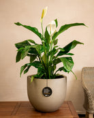 Grigio Metallic New Egg Pot | Champagne Planter, Dia. 36–55 cm - Acacia Garden Center