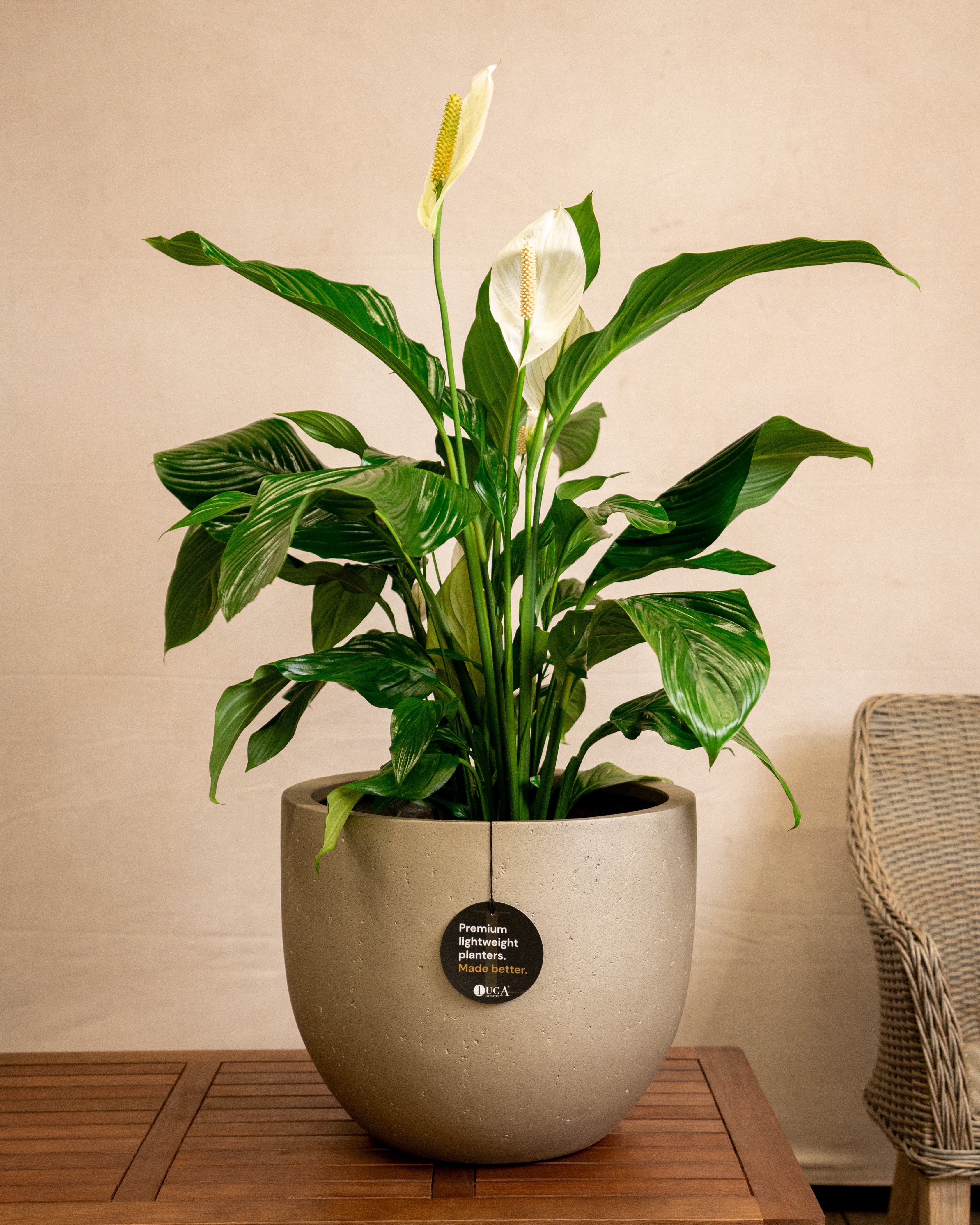 Grigio Metallic New Egg Pot | Champagne Planter, Dia. 36–55 cm - Acacia Garden Center
