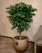Grigio Metallic New Egg Pot | Champagne Planter, Dia. 36–55 cm - Acacia Garden Center