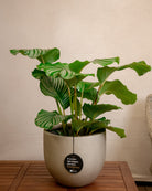 Grigio Metallic New Egg Pot | Champagne Planter, Dia. 36–55 cm - Acacia Garden Center