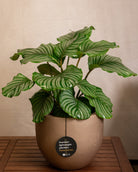 Grigio Metallic New Egg Pot | Champagne Planter, Dia. 36–55 cm - Acacia Garden Center