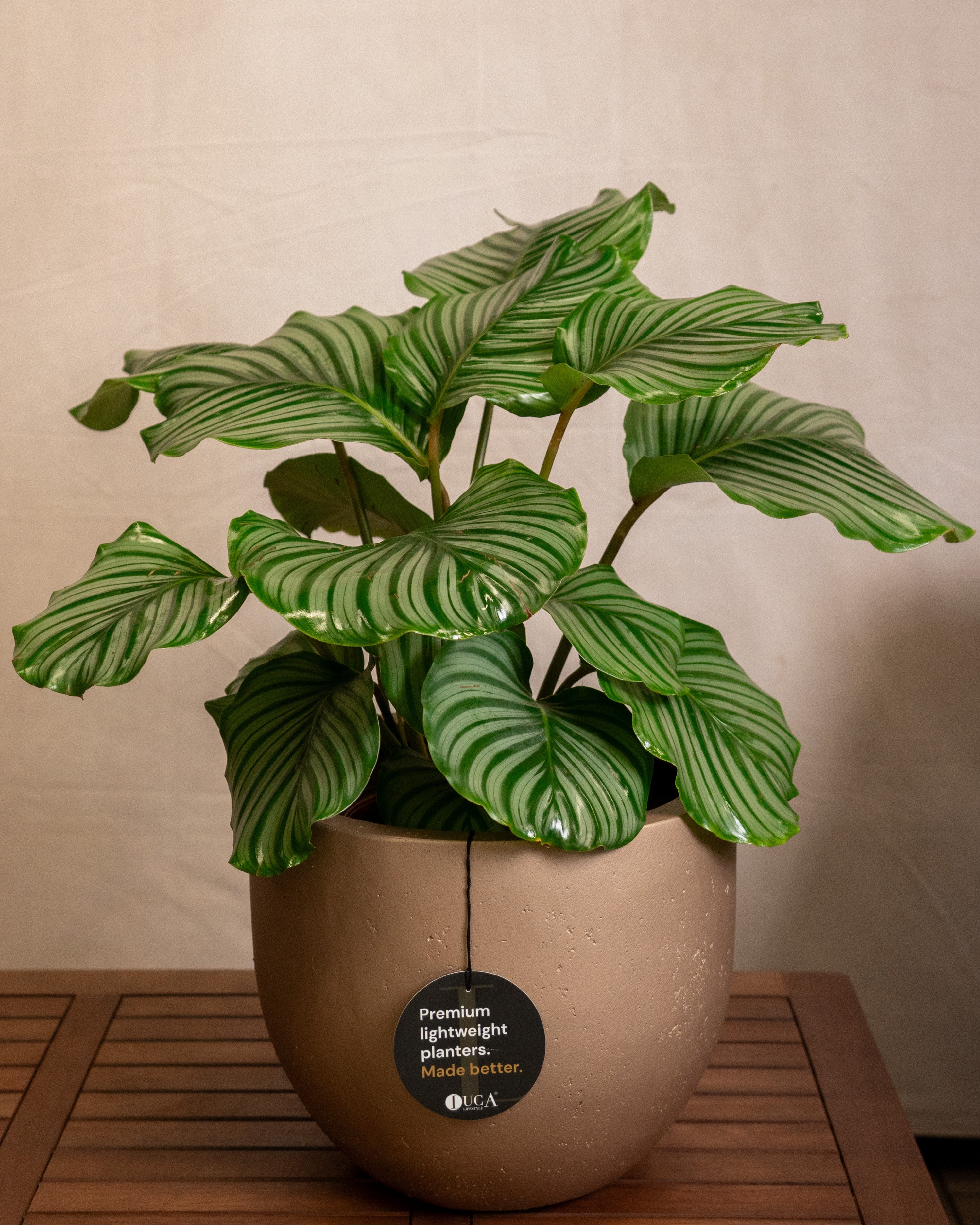 Grigio Metallic New Egg Pot | Champagne Planter, Dia. 36–55 cm - Acacia Garden Center