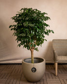 Grigio Metallic New Egg Pot | Champagne Planter, Dia. 36–55 cm - Acacia Garden Center
