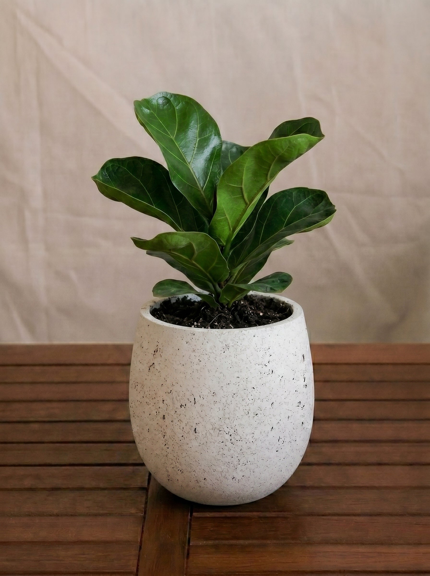 Grigio Mini Balloon - Acacia Garden Center