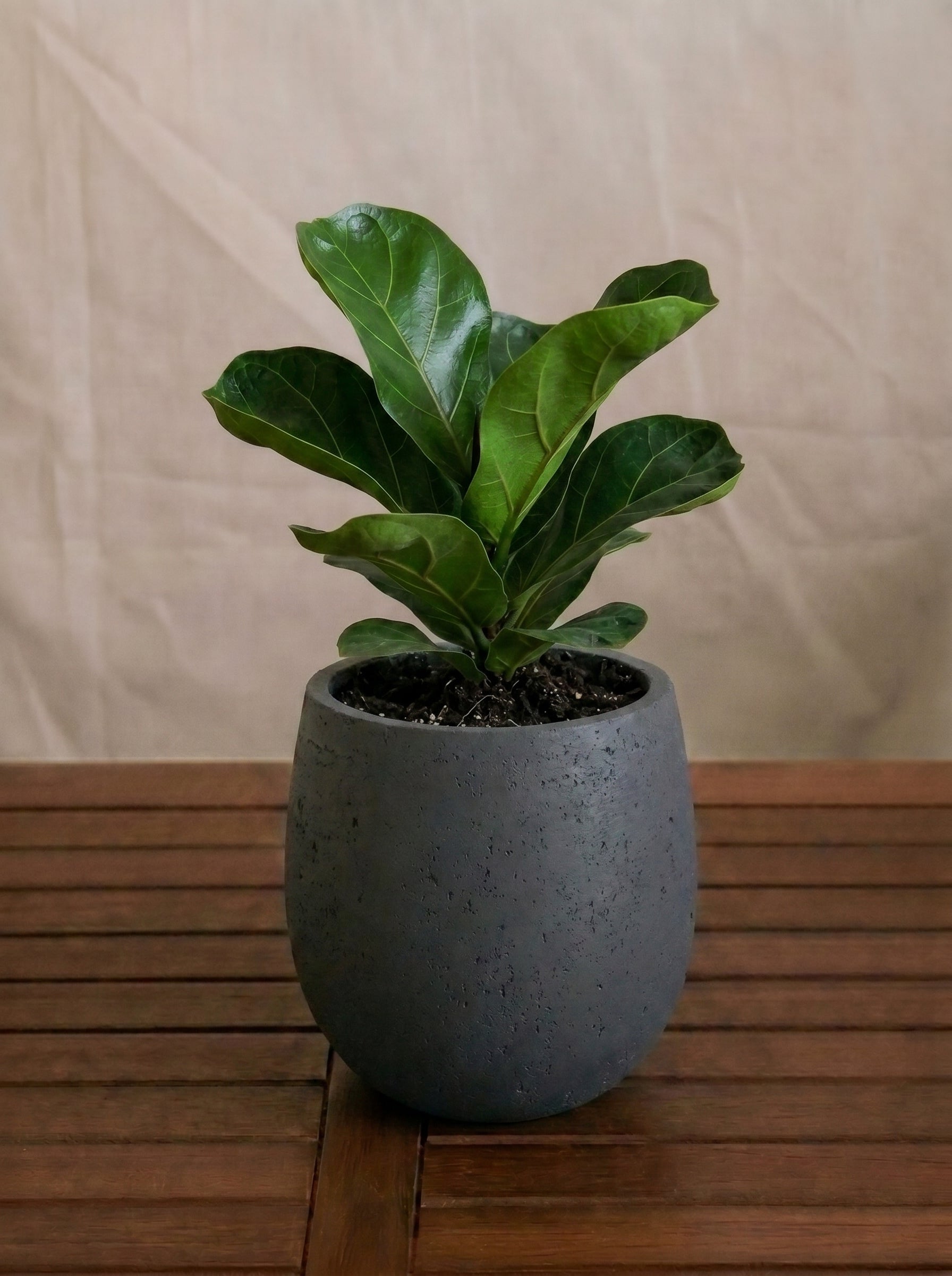 Grigio Mini Balloon - Acacia Garden Center