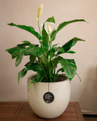 Grigio New Egg Pot | Classic Egg Planter - Acacia Garden Center