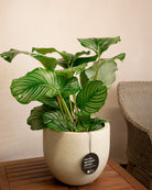 Grigio New Egg Pot | Classic Egg Planter - Acacia Garden Center