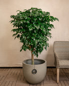 Grigio New Egg Pot | Classic Egg Planter - Acacia Garden Center