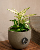 Grigio New Egg Pot | Classic Egg Planter - Acacia Garden Center