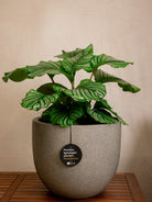 Grigio New Egg Pot | Classic Egg Planter - Acacia Garden Center