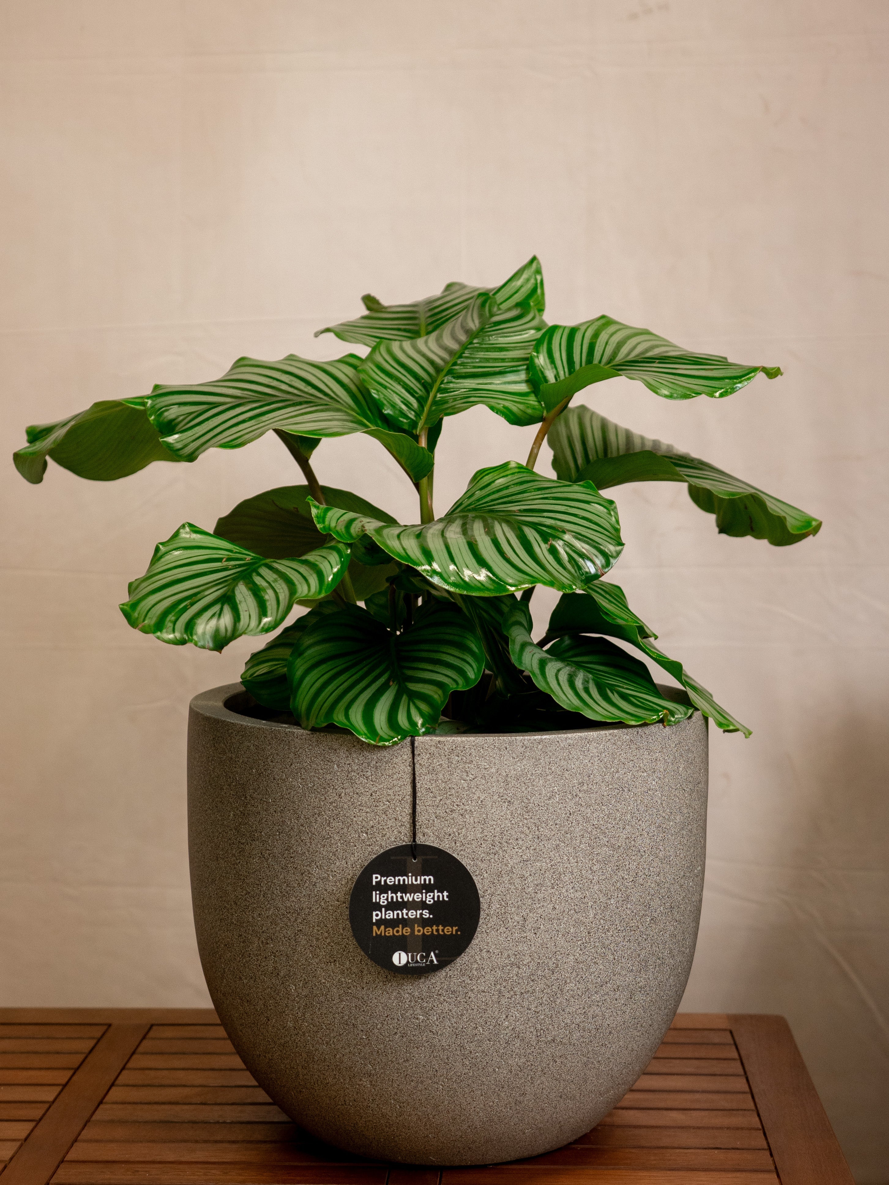 Grigio New Egg Pot | Classic Egg Planter - Acacia Garden Center