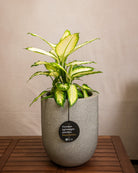 Grigio Tall Egg Pot | Premium Planter, Dia. 30–88 cm - Acacia Garden Center