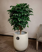 Grigio Tall Egg Pot | Premium Planter, Dia. 30–88 cm - Acacia Garden Center
