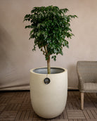 Grigio Tall Egg Pot | Premium Planter, Dia. 30–88 cm - Acacia Garden Center