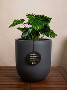 Grigio Tall Egg Pot | Premium Planter, Dia. 30–88 cm - Acacia Garden Center