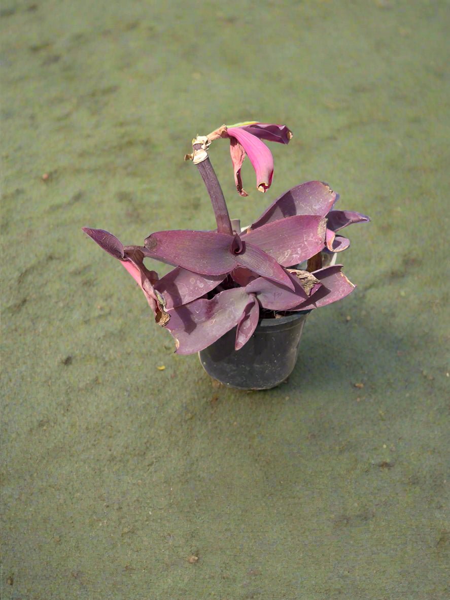 Ground Cover Setcreasea Purpurea (Pruple Heart|Purple Queen) | 5 - 8cm - Acacia Garden Center