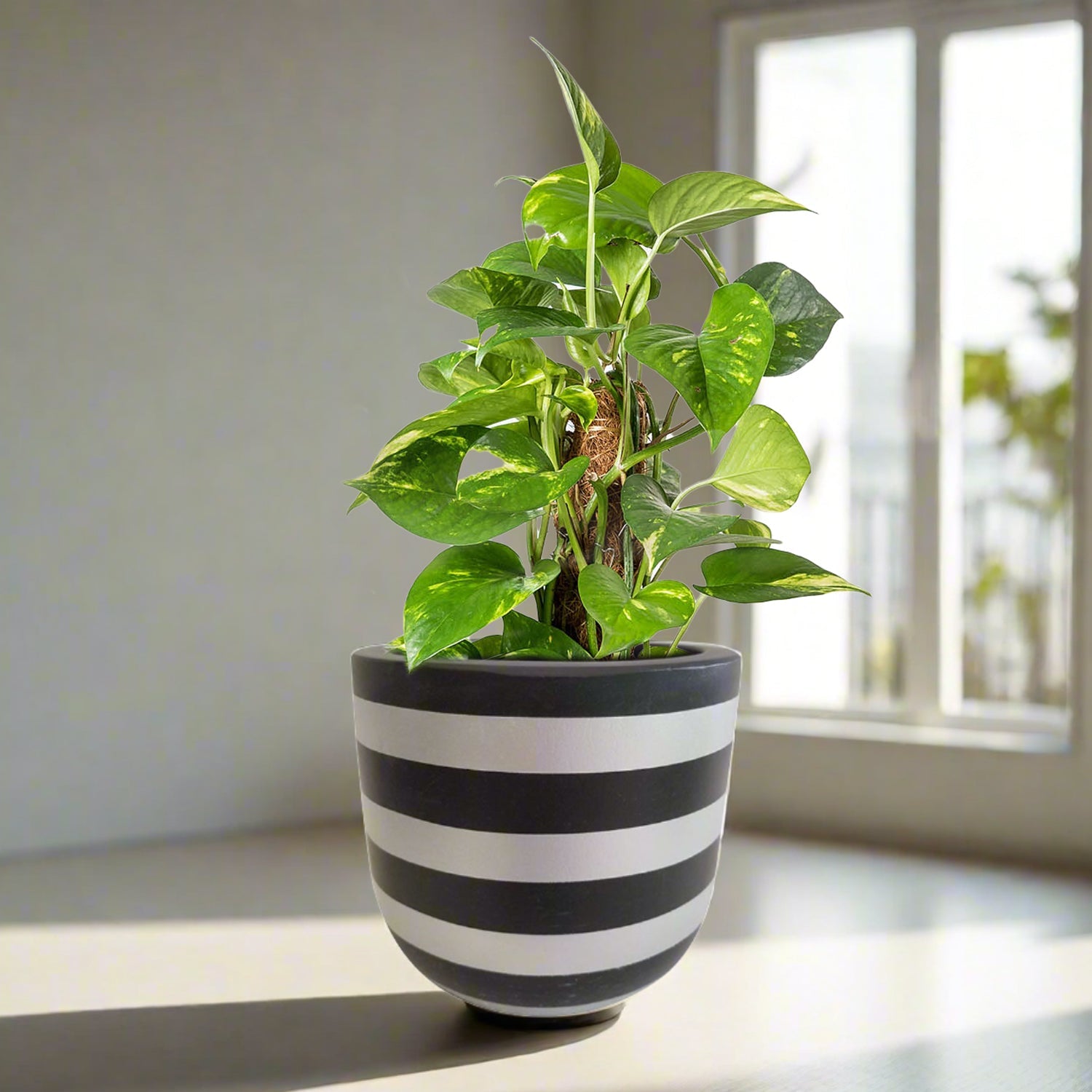 Hand Painted Pot - Ht006 - Acacia Garden Center
