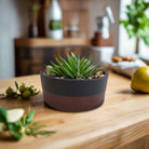 Hand Painted Round Pot | Two - Tone Design, 3 Sizes - Acacia Garden Center