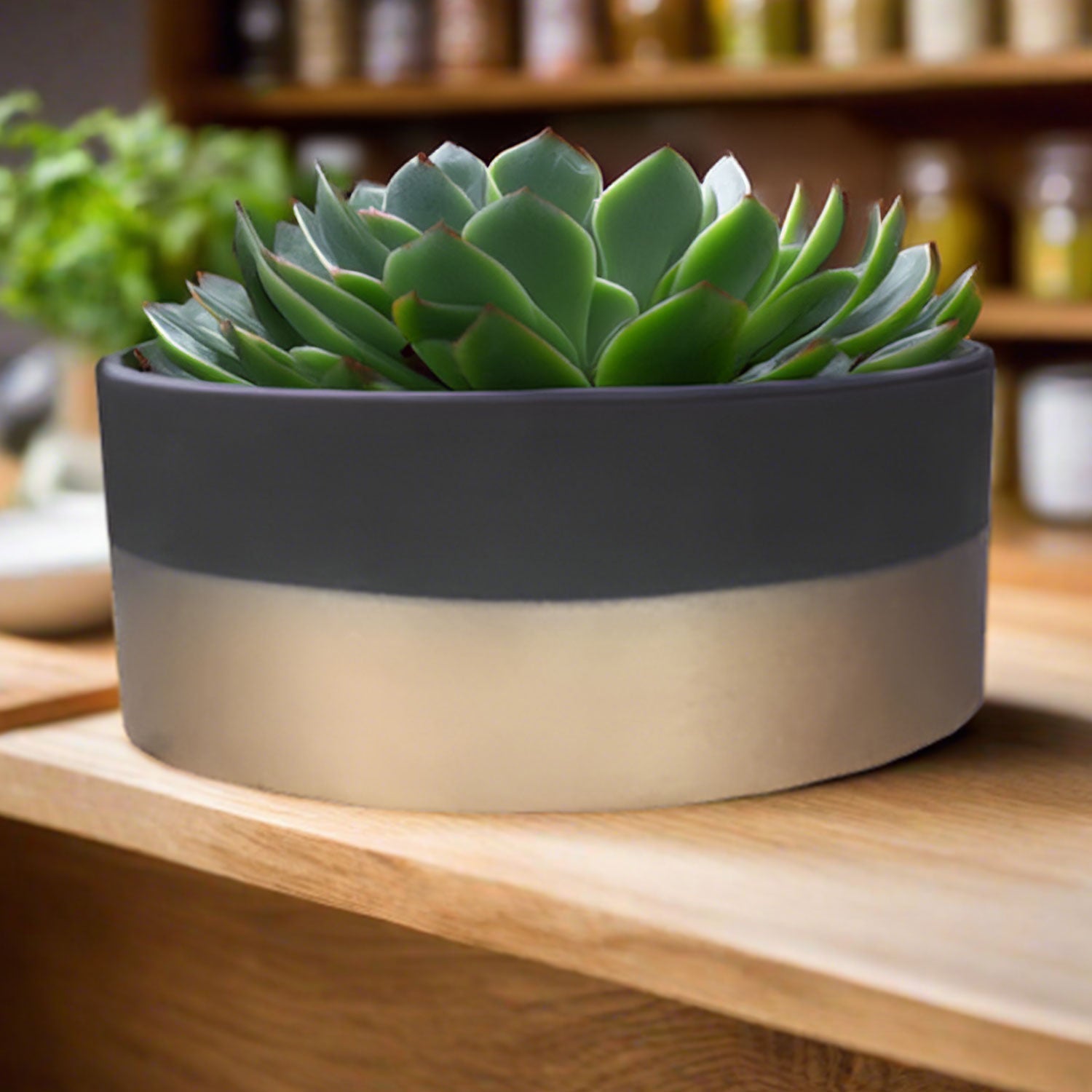 Hand Painted Round Pot | Two - Tone Design, 3 Sizes - Acacia Garden Center