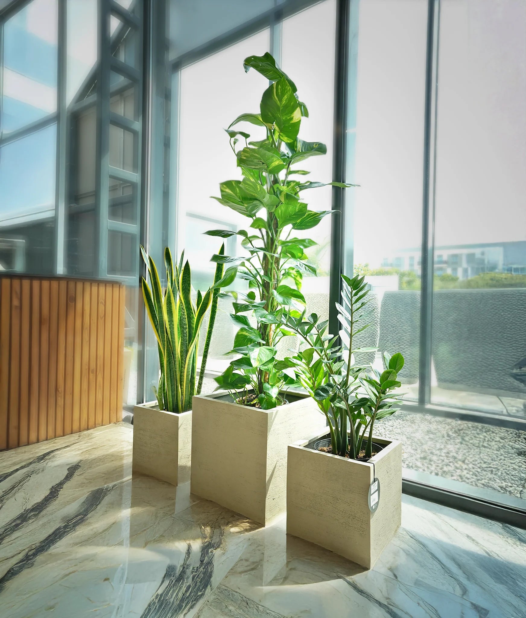 Hard to Kill Plants Bundle - Acacia Garden Center