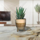 Haworthia In Ceramic Brown Leggy Pot 20 - 30cm - Acacia Garden Center