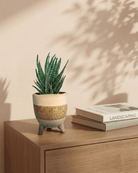 Haworthia In Ceramic Brown Leggy Pot Dia. 20–30 cm - Acacia Garden Center
