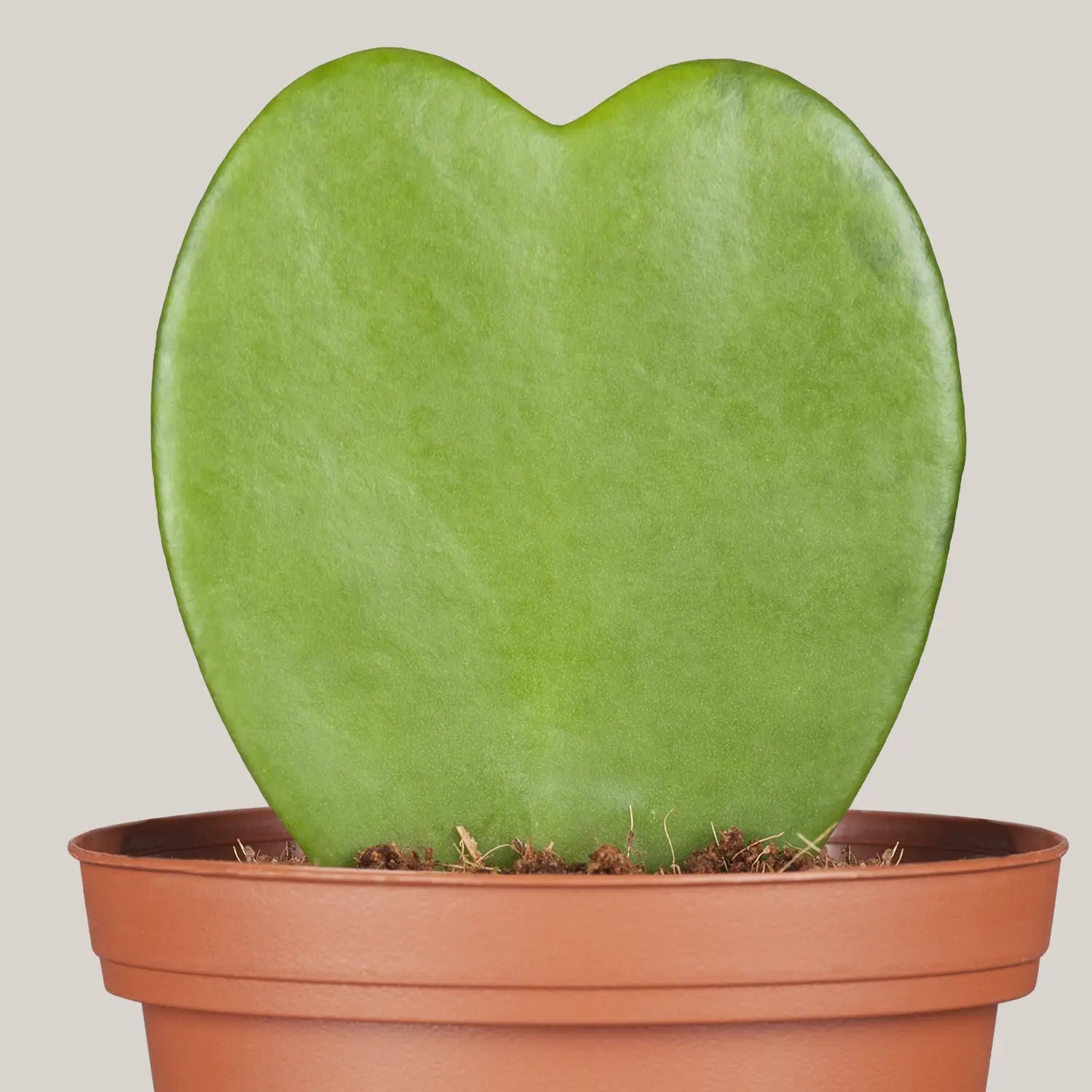 Hoya Hearts (Hoya kerrii) | Multi - Leaf Plant, 8–10 cm - Acacia Garden Center