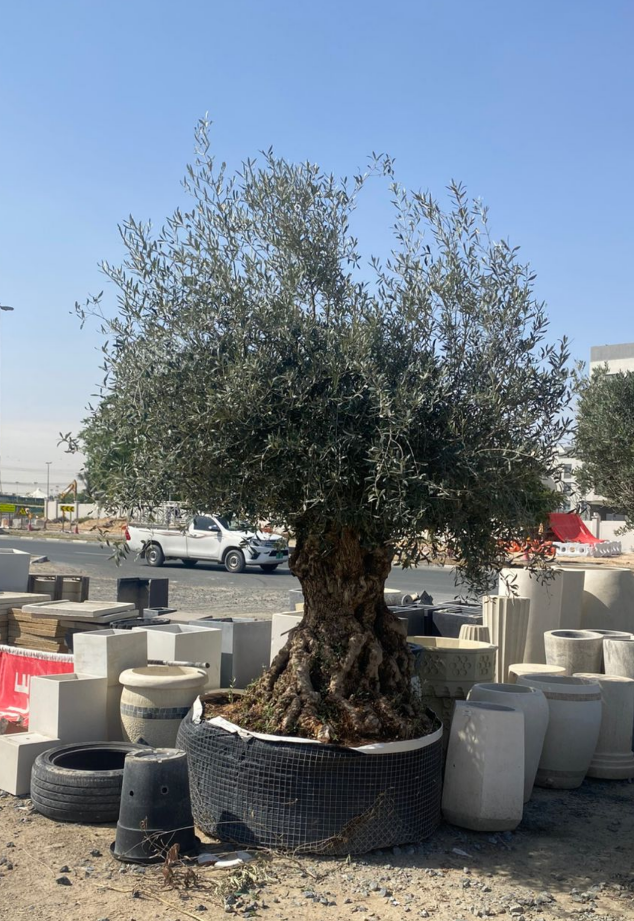 Tree Olea Europaea - Olive Tree | 3.0-3.5M Height | 180-200cm Girth