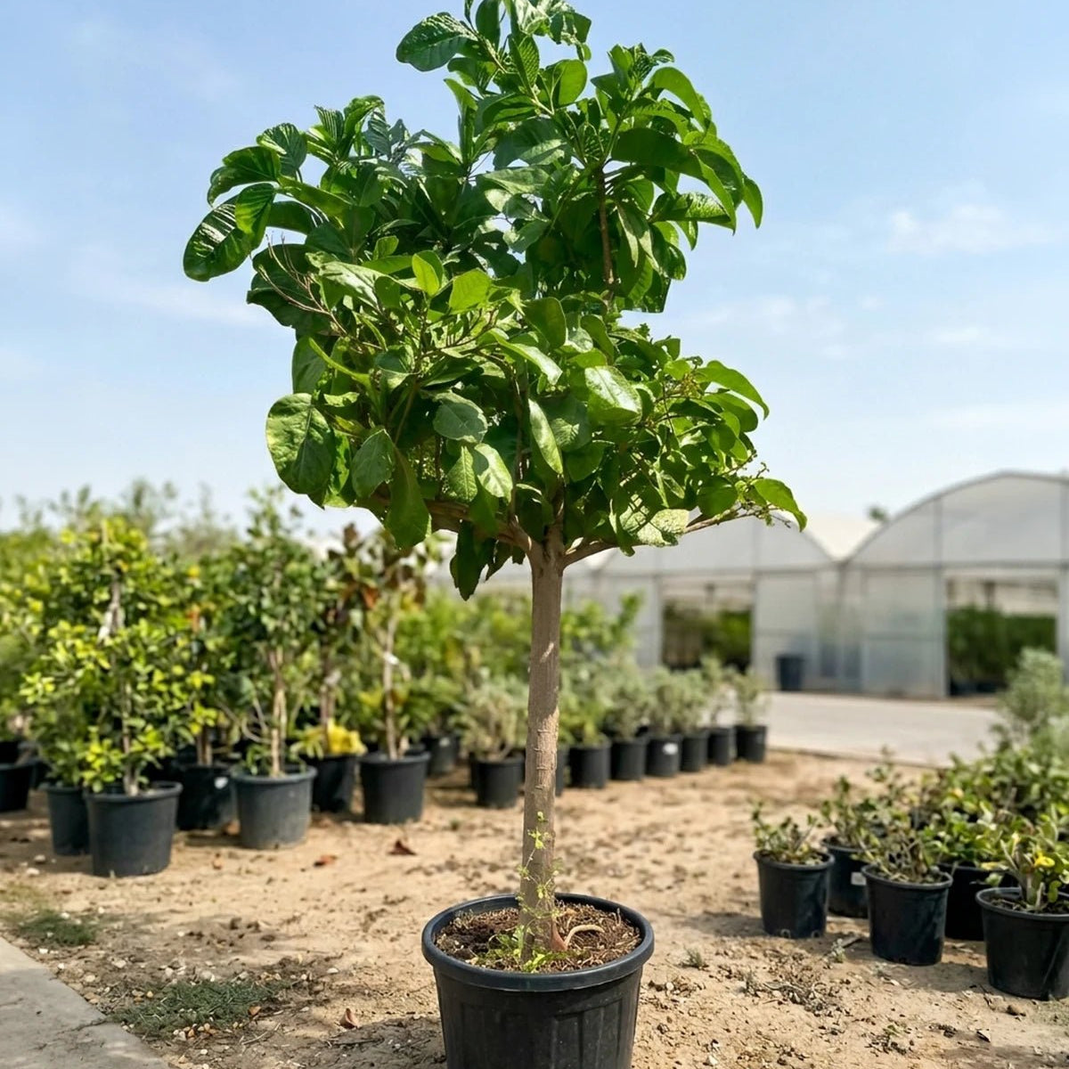 Indian Almond (Terminalia catappa) | 4.0–4.5 m, 20–25 cm Girth – Acacia ...