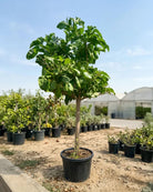Indian Almond (Terminalia catappa) | 4.0–4.5 m, 20–25 cm Girth - Acacia Garden Center