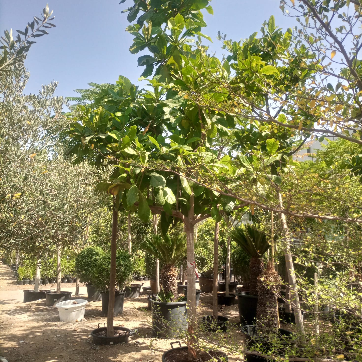 Indian Almond (Terminalia catappa) | 4.0–4.5 m, 20–25 cm Girth - Acacia Garden Center