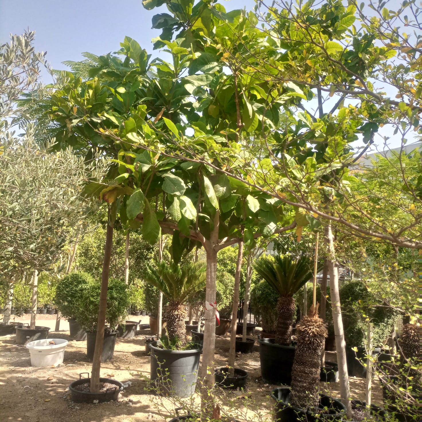 Indian Almond (Terminalia catappa) | 4.0–4.5 m, 20–25 cm Girth - Acacia Garden Center