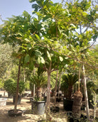 Indian Almond (Terminalia catappa) | 4.0–4.5 m, 20–25 cm Girth - Acacia Garden Center