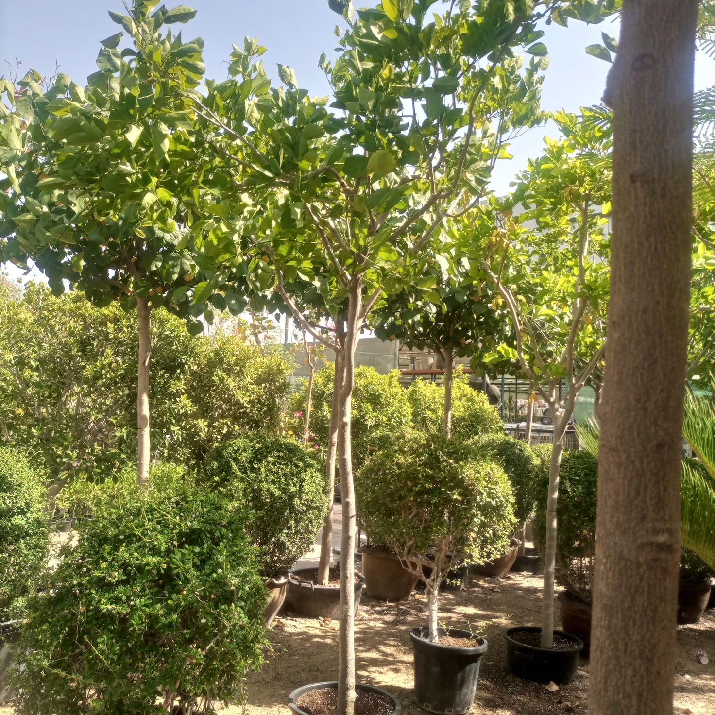 Indian Beech (Millettia pinnata) | 3.5–4.0 m, 18–20 cm Girth - Acacia Garden Center