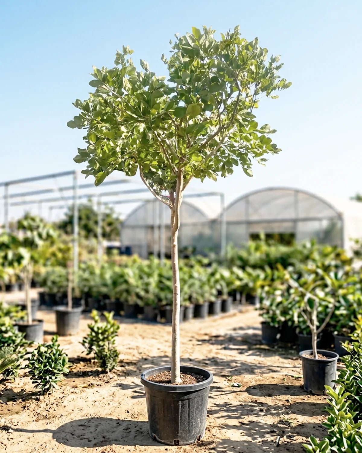 Indian Beech (Millettia pinnata) | 3.5–4.0 m, 18–20 cm Girth - Acacia Garden Center
