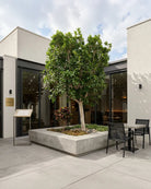 Indian Laurel (Ficus nitida) | 1.5–2.0 m, 25–30 cm Girth - Acacia Garden Center