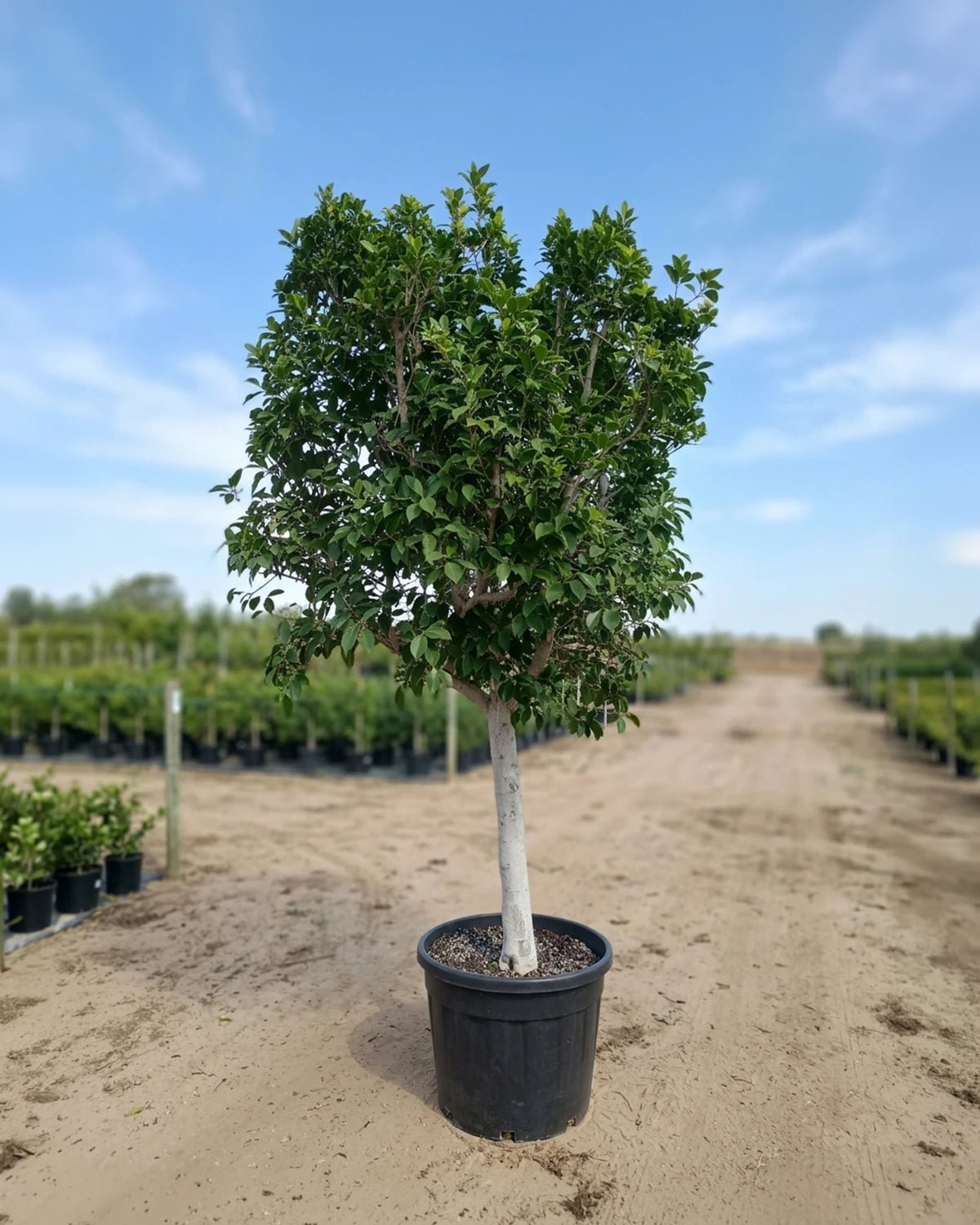 Indian Laurel (Ficus nitida) | 1.5–2.0 m, 25–30 cm Girth - Acacia Garden Center