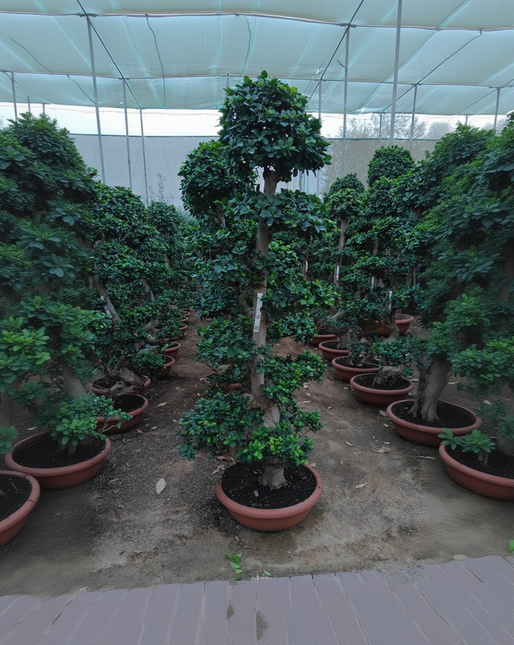 Indian Laurel (Ficus nitida) | 1.8–3.5 m - Acacia Garden Center