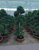 Indian Laurel (Ficus nitida) | 1.8–3.5 m - Acacia Garden Center