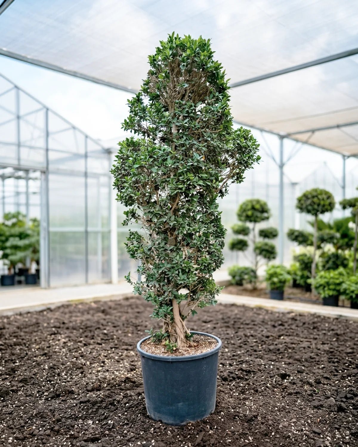 Indian Laurel (Ficus nitida) | 1.8–3.5 m - Acacia Garden Center