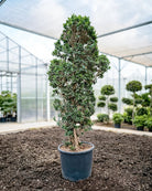 Indian Laurel (Ficus nitida) | 1.8–3.5 m - Acacia Garden Center