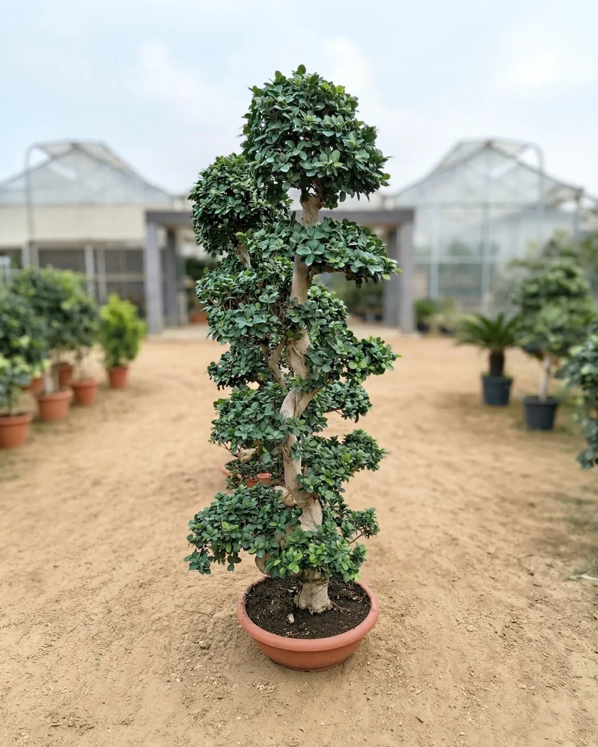 Indian Laurel (Ficus nitida) | 1.8–3.5 m - Acacia Garden Center