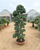 Indian Laurel (Ficus nitida) | 1.8–3.5 m - Acacia Garden Center