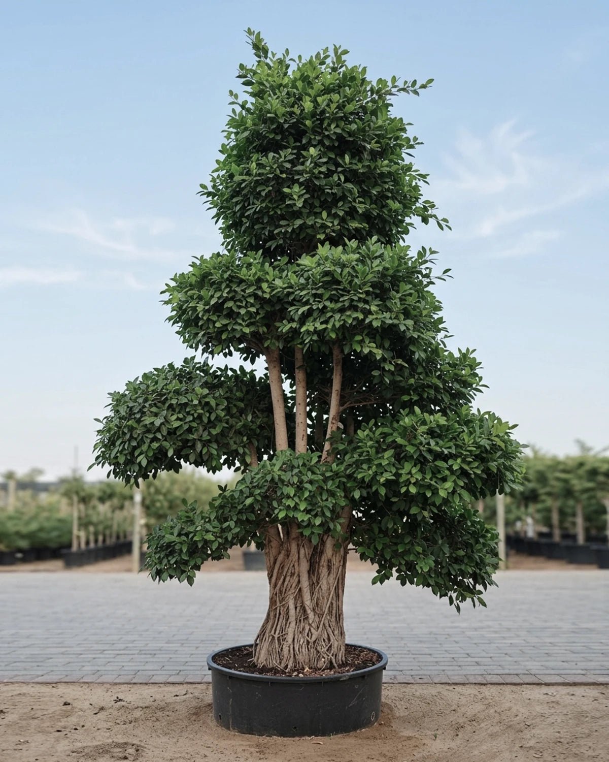 Indian Laurel (Ficus nitida) | Mature, 4.0–6.0 m - Acacia Garden Center
