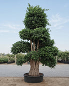 Indian Laurel (Ficus nitida) | Mature, 4.0–6.0 m - Acacia Garden Center